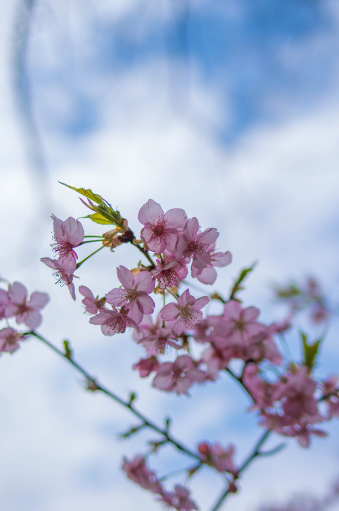 河津桜