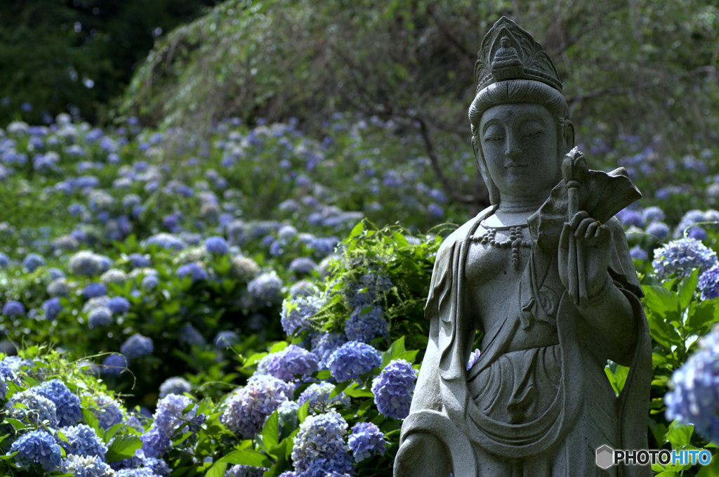 仏像と紫陽花