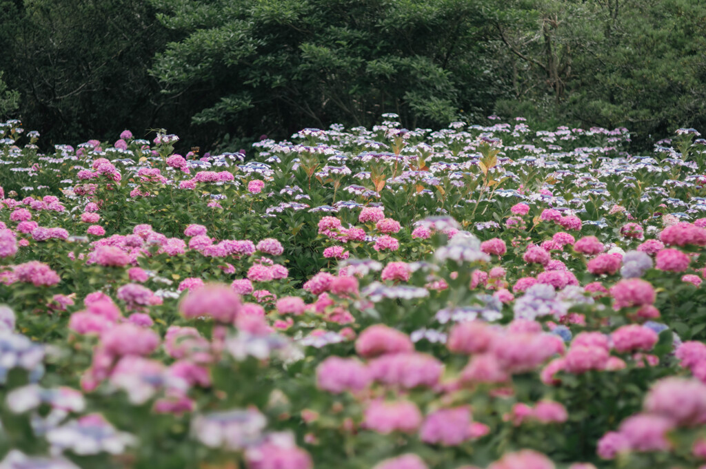 服部農園（茂原）の紫陽花