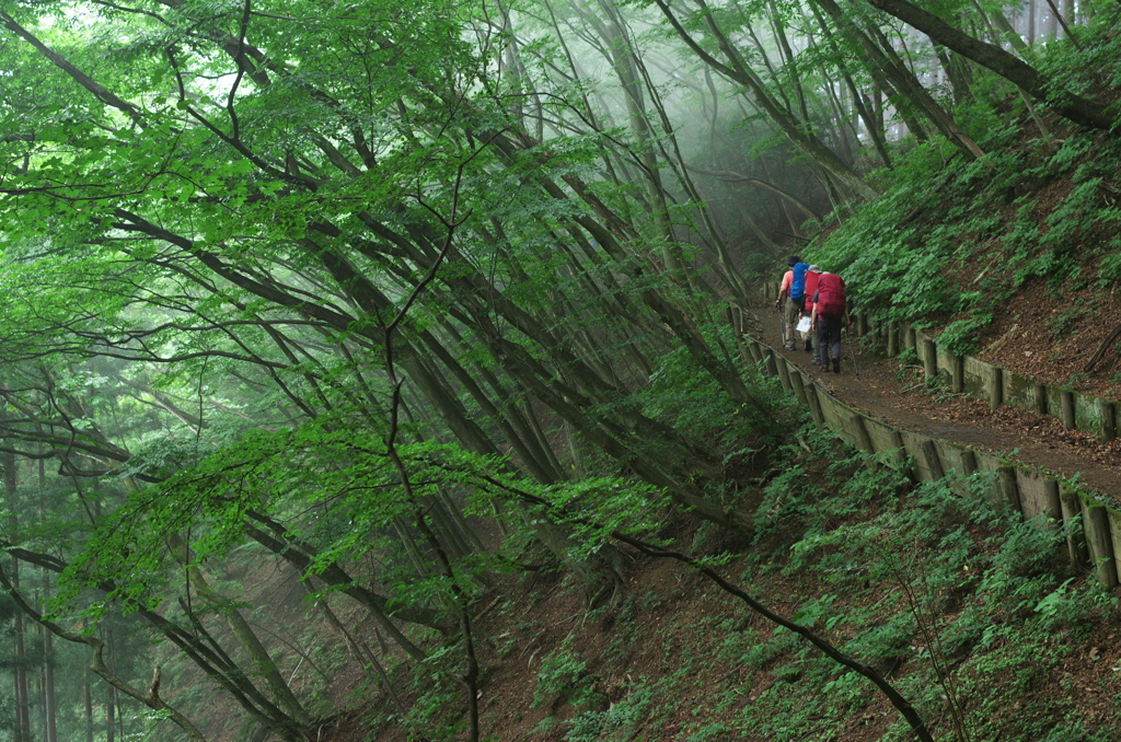 小雨降る山道を行く