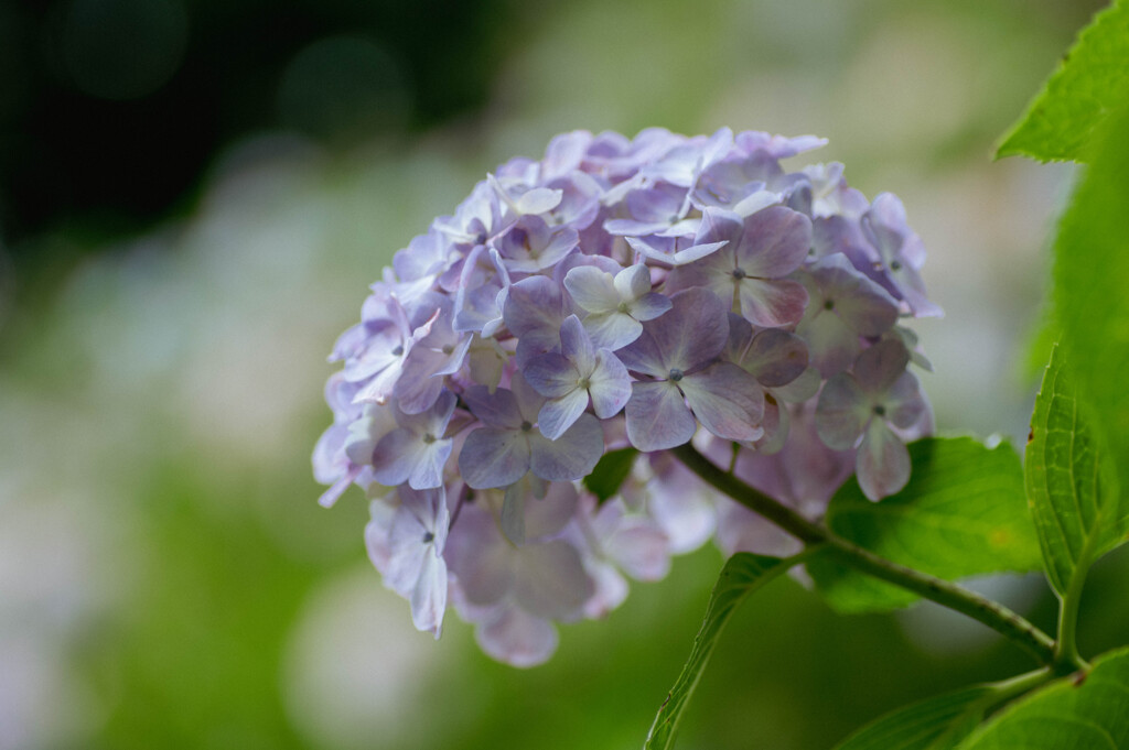 服部農園（茂原）の紫陽花