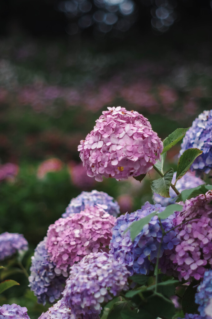服部農園（茂原）の紫陽花
