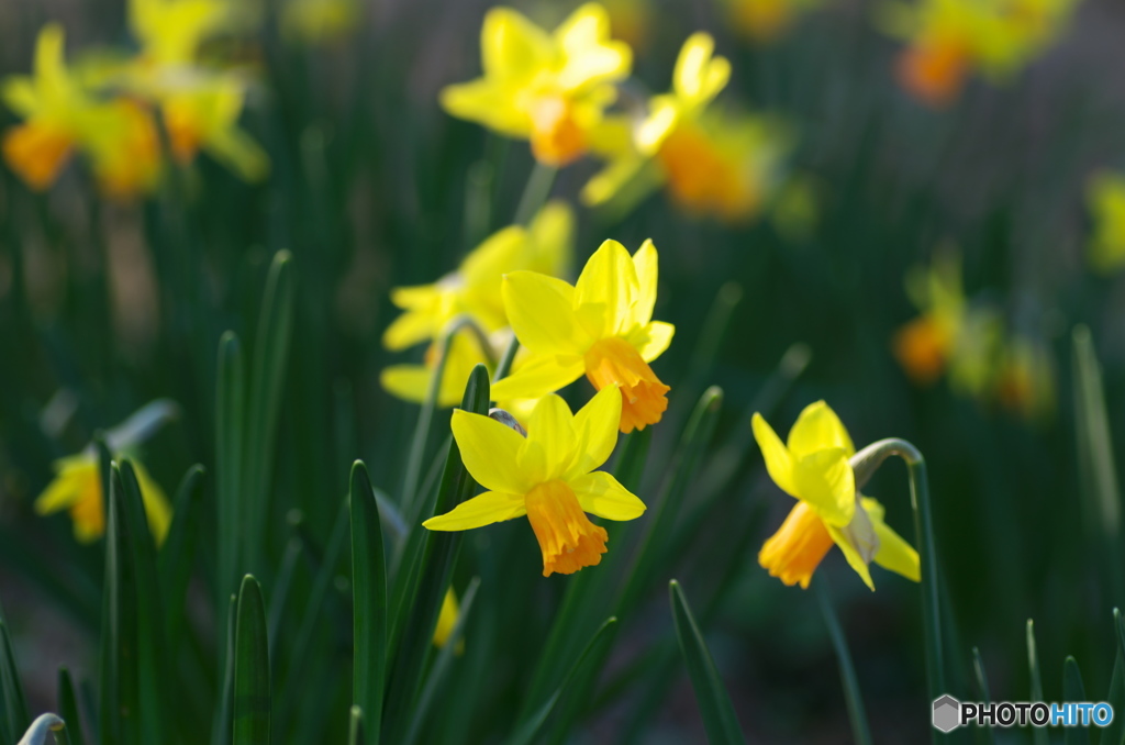 水仙・ティタティタ