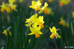 水仙・ティタティタ