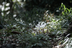 小石川植物園
