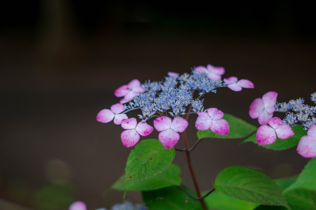 山紫陽花