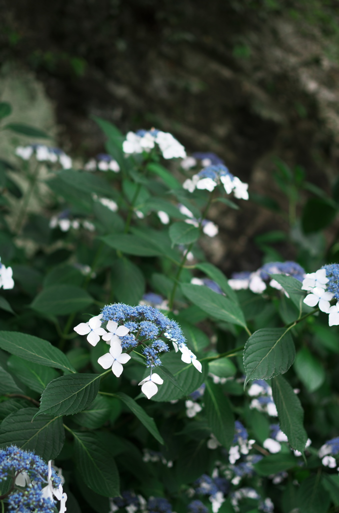 蒼火花