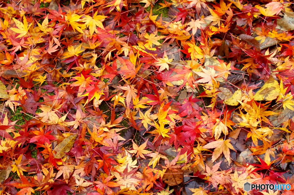 紅葉2016#10