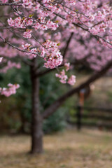 河津桜