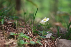 山に一輪の可憐な花