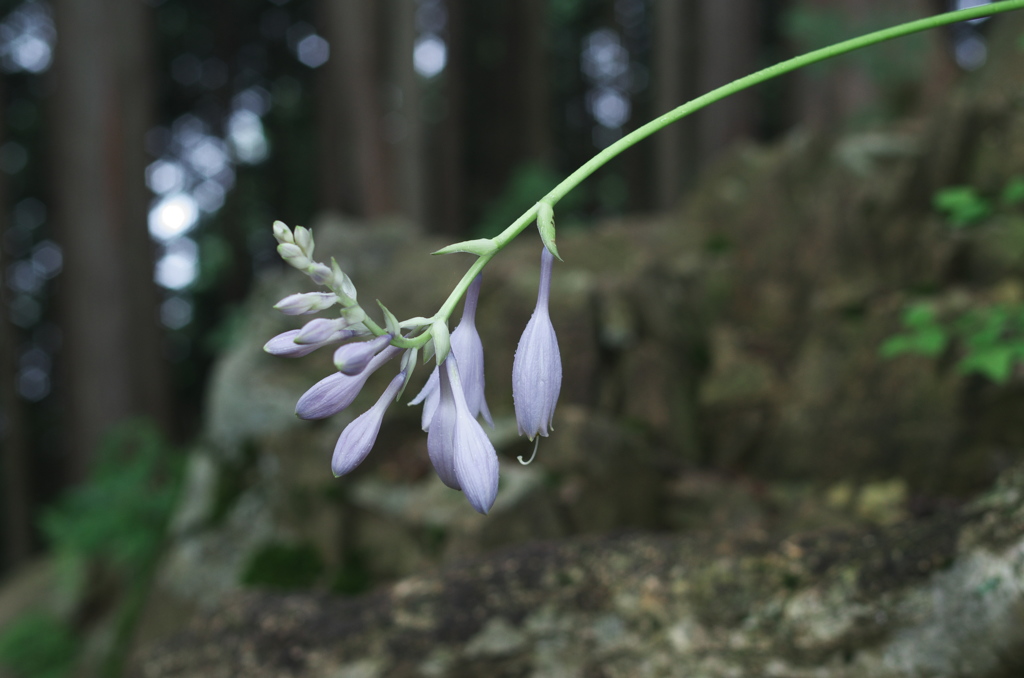 蕾膨らむギボウシ