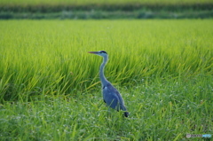 田園－佇むアオサギ