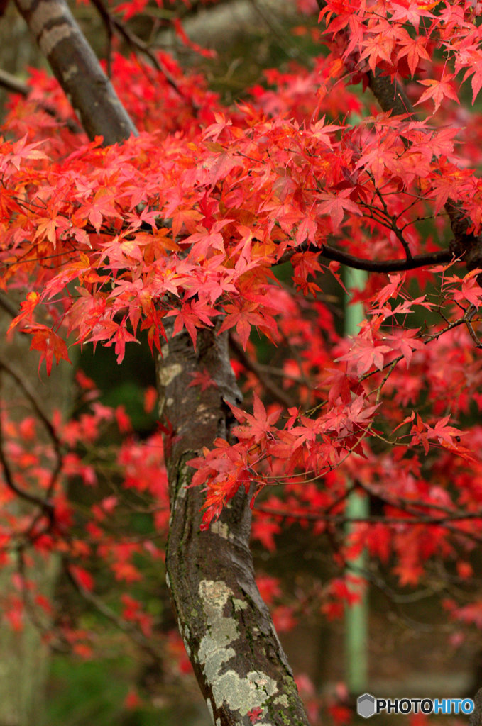紅葉2016#3