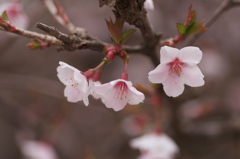 山桜