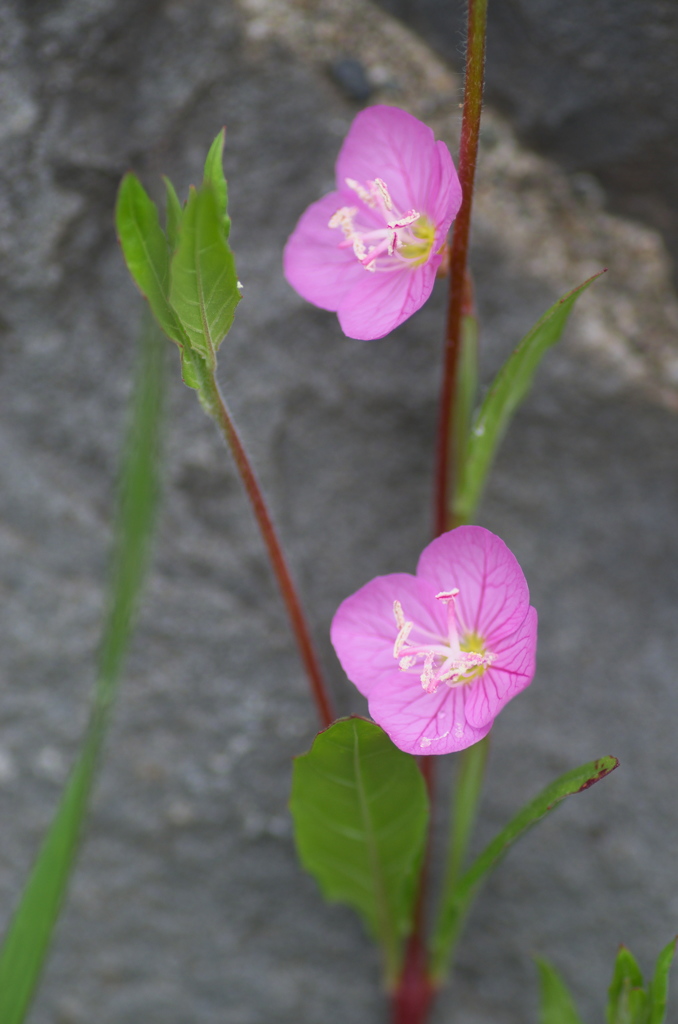 道端の花１