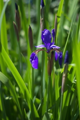green leaves