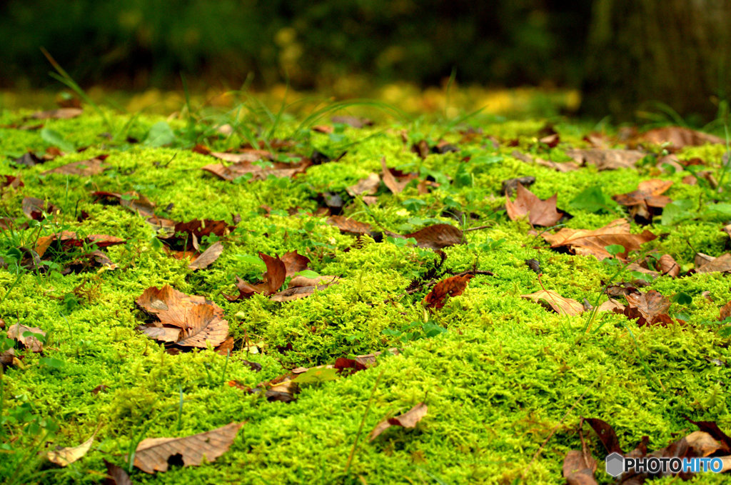 フカフカの苔ベッド