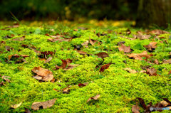 フカフカの苔ベッド