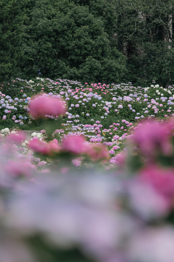 服部農園（茂原）の紫陽花