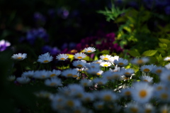 secret garden