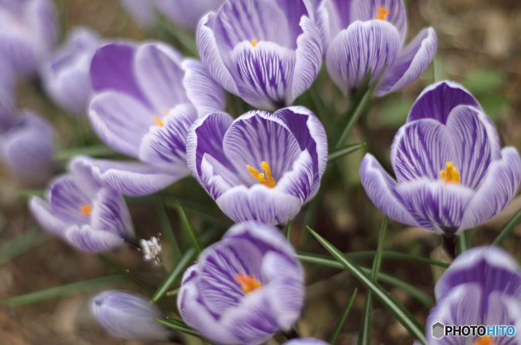クロッカス・ピックウィック