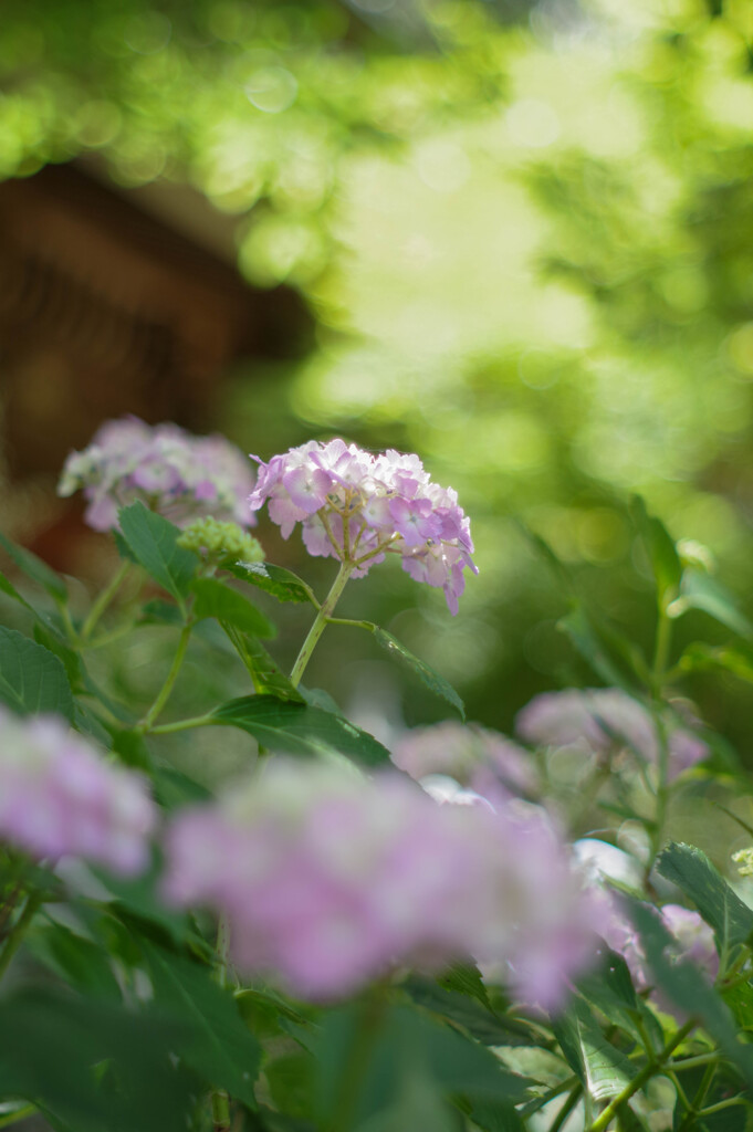 紫陽花