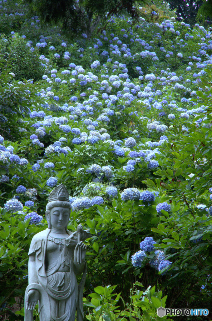 紫陽花と仏像