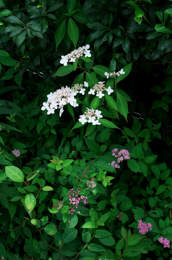 山紫陽花とシモツケ　～丹沢に咲く花～