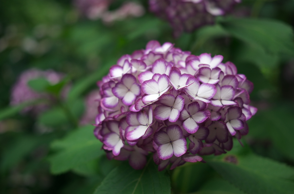 折染花