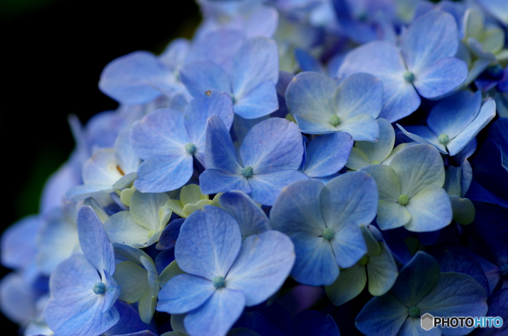 pure blue