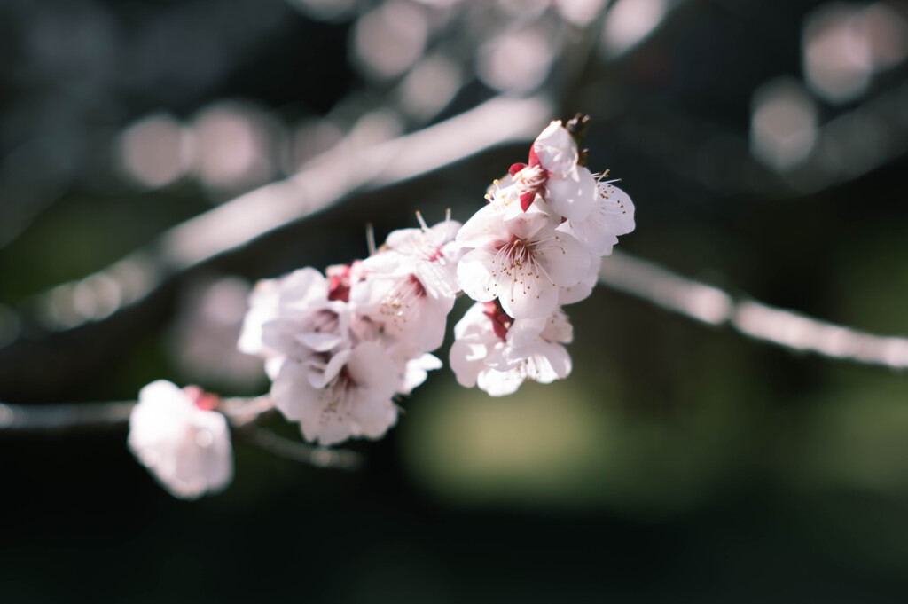 小石川植物園
