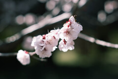 小石川植物園