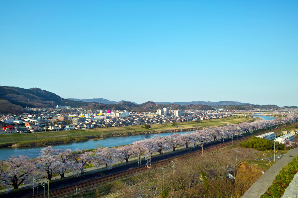 白石川堤一目千本桜