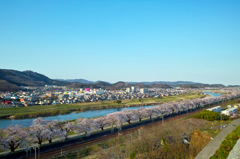白石川堤一目千本桜