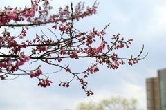 散歩中に見かけた春の花たち 2