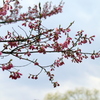 散歩中に見かけた春の花たち 2