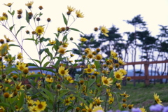 高原に咲く黄色い花たち