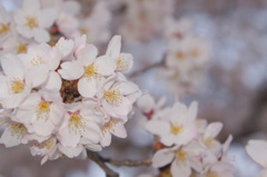 船岡の桜 1