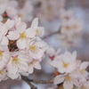 船岡の桜 1