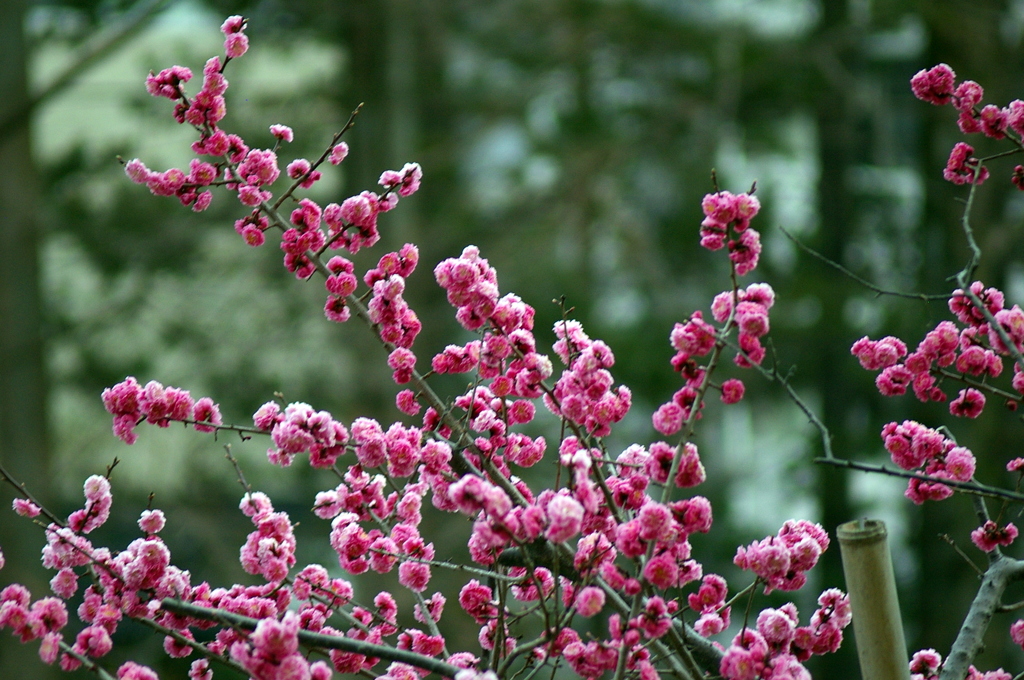 散歩中に見かけた春の花たち 3
