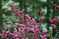 散歩中に見かけた春の花たち 3