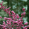散歩中に見かけた春の花たち 3
