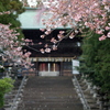 東照宮の春