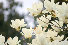 散歩中に見かけた春の花たち 5