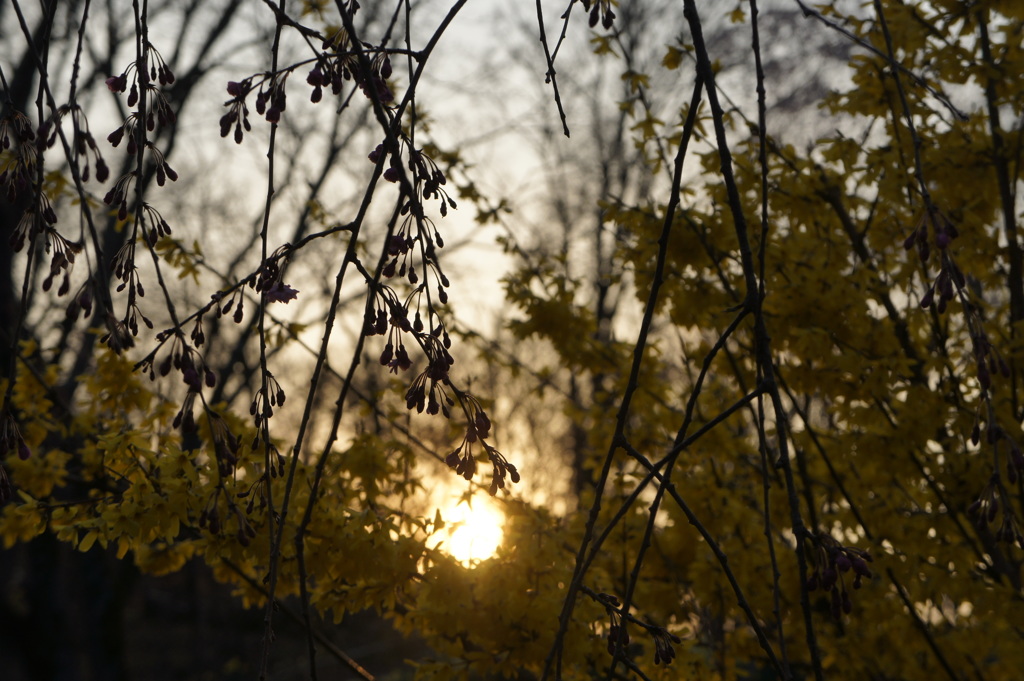 夕暮れの桜 2