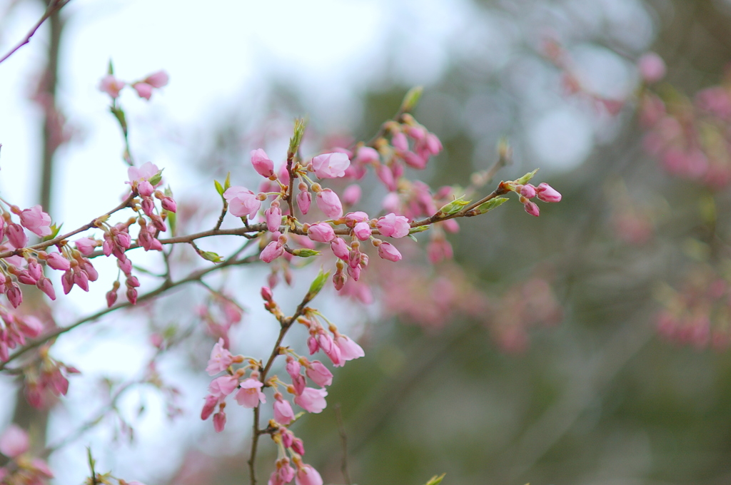 散歩中に見かけた春の花たち 4