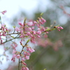 散歩中に見かけた春の花たち 4