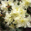 淡い黄色の花