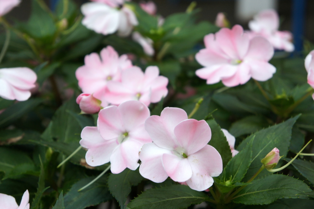 淡いピンクの花