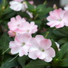 淡いピンクの花